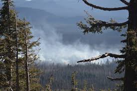 Forest fire