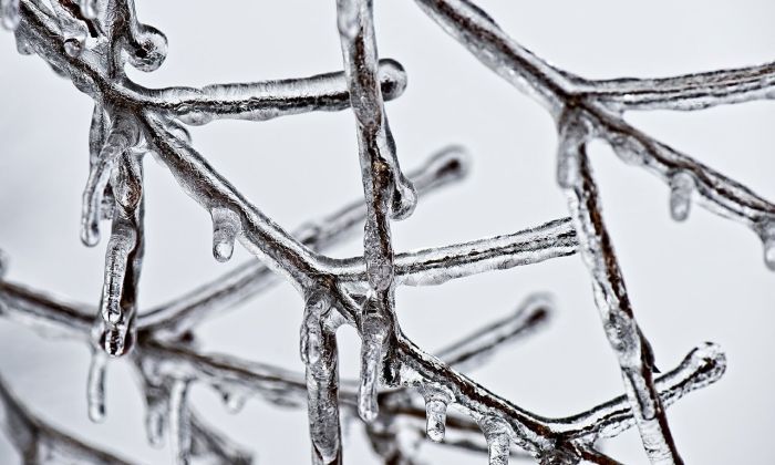 Icy branches